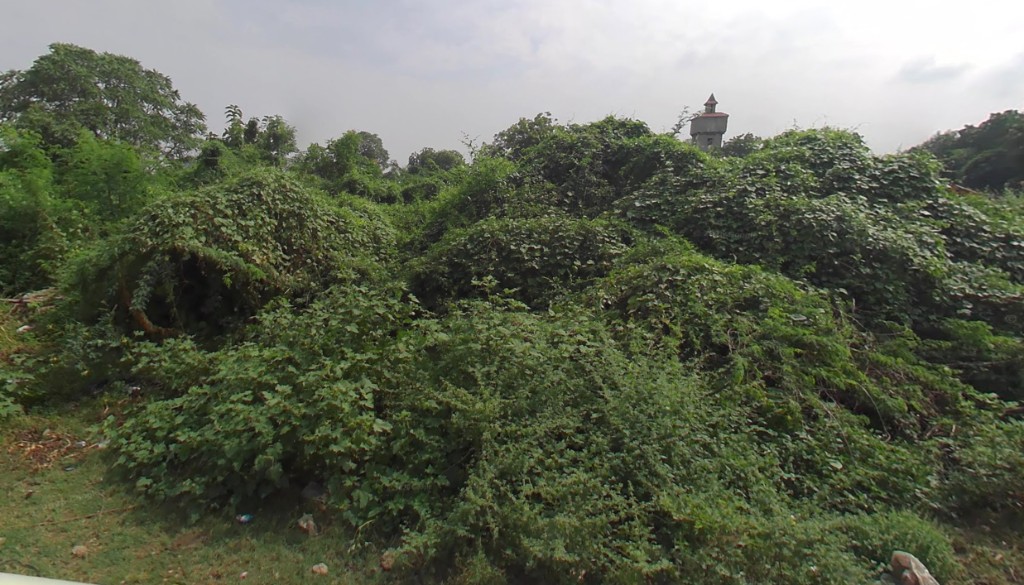 Dense Prosopis juliflora (gando baval) infestation across the site
