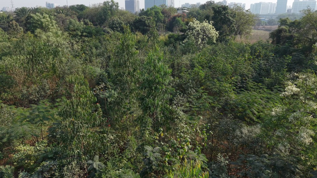 Dense young forest canopy at 18 months — diverse species with significant vertical growth