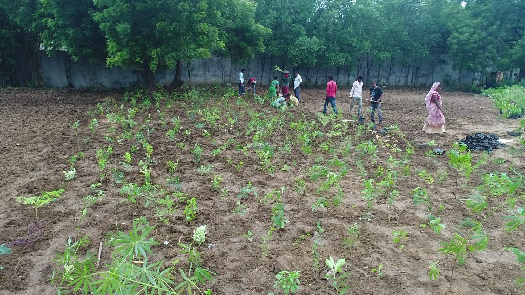 Field team planting saplings across the prepared site at operational scale