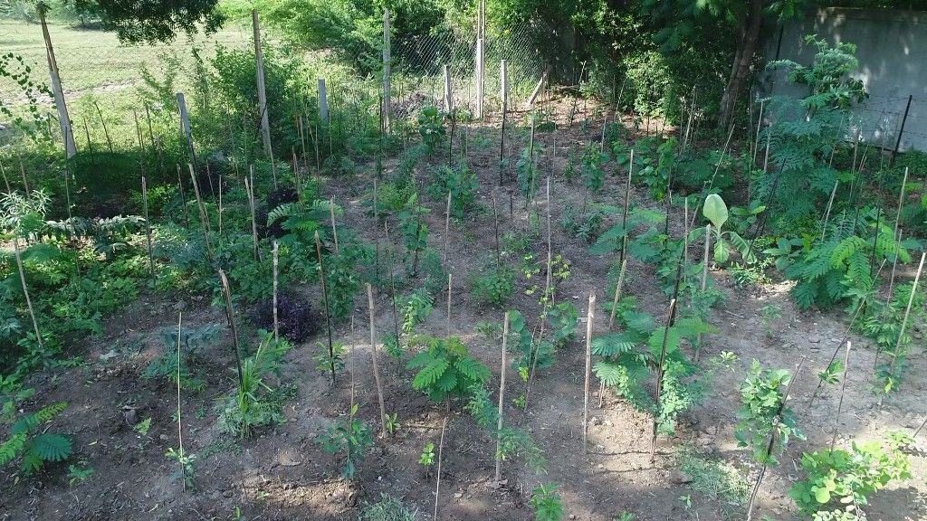 Young saplings individually staked for wind protection and establishment support
