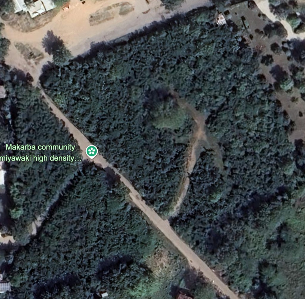 October 2025 satellite view — canopy closure across the planting area