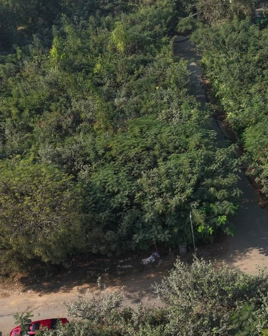Dense multi-layer canopy viewed from above, thirty months after planting