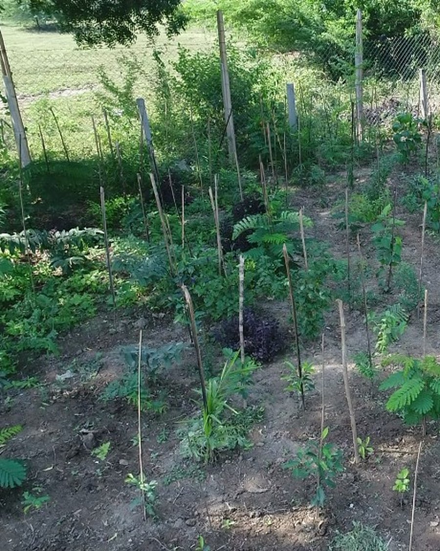 Young Miyawaki saplings staked in rows across bare soil, two months after planting