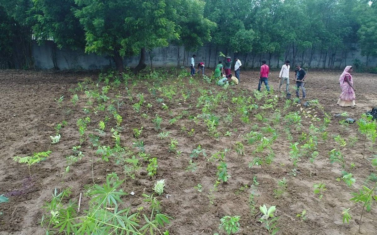 Field team tending staked Miyawaki saplings in a densely planted plot