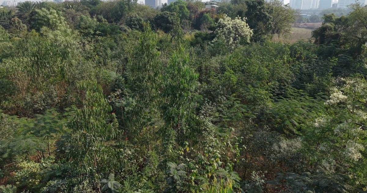 CSR plantation survival beyond the photo-op