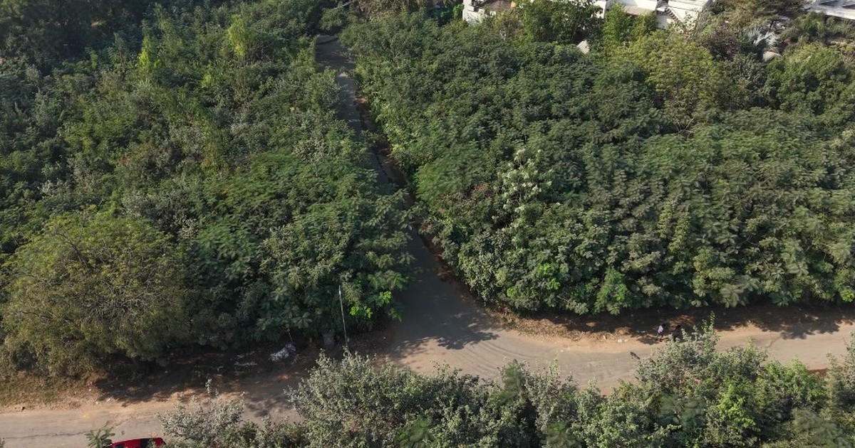 CSR decision framework for afforestation