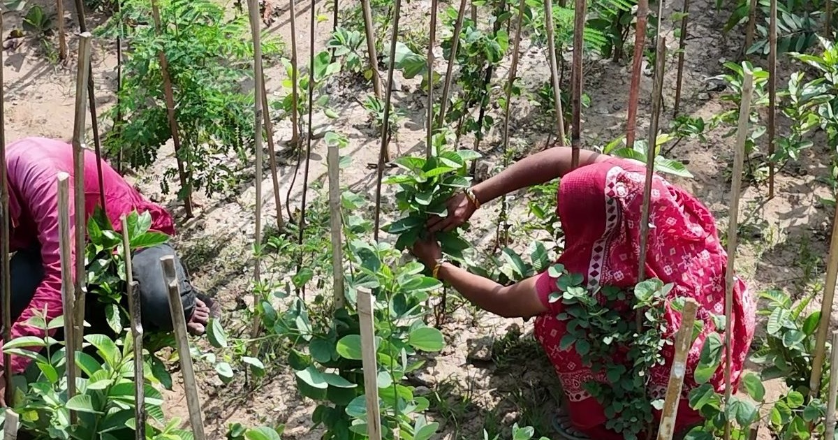 Green Credit Programme 2025