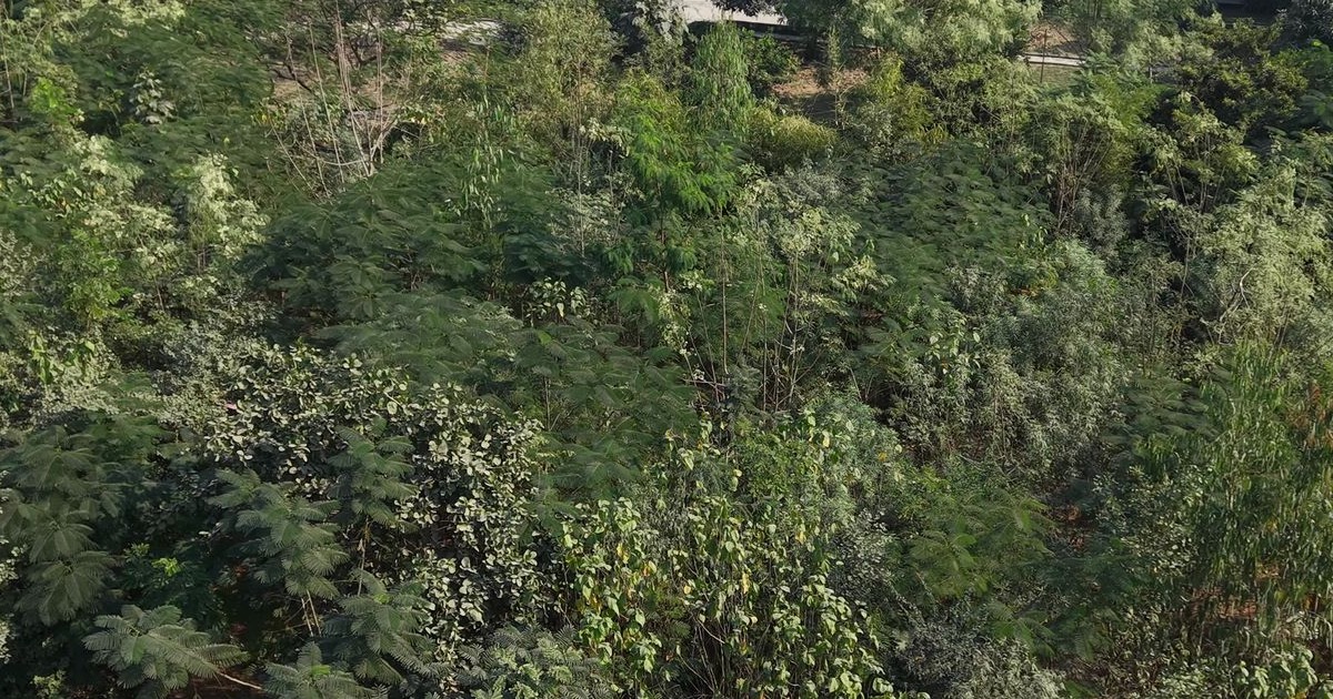 Miyawaki forest cost in India