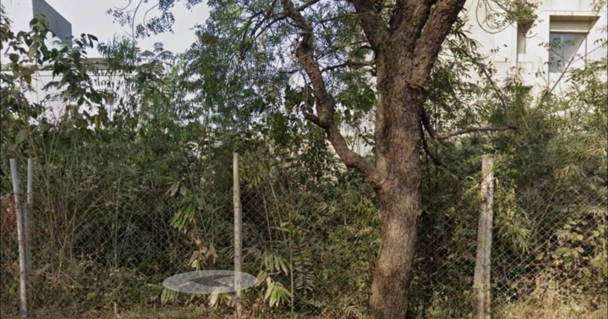 Native Gujarat species for afforestation