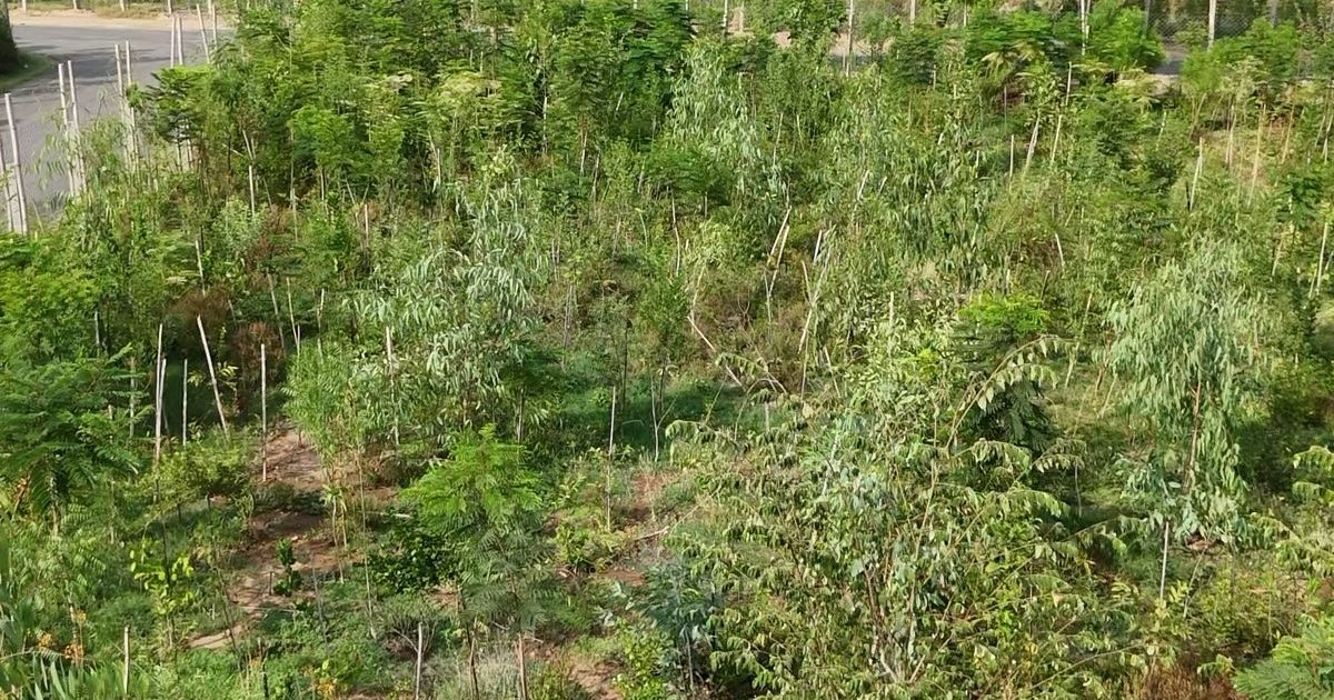 Species selection for CSR afforestation