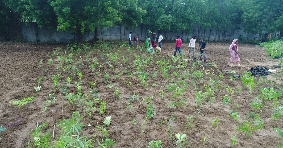 CSR tree plantation vendor checklist