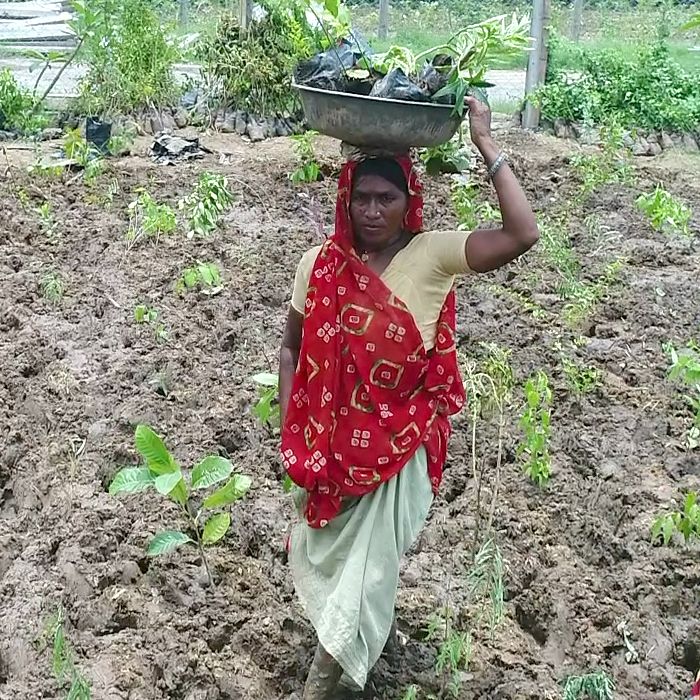 Field work during high-density native plantation