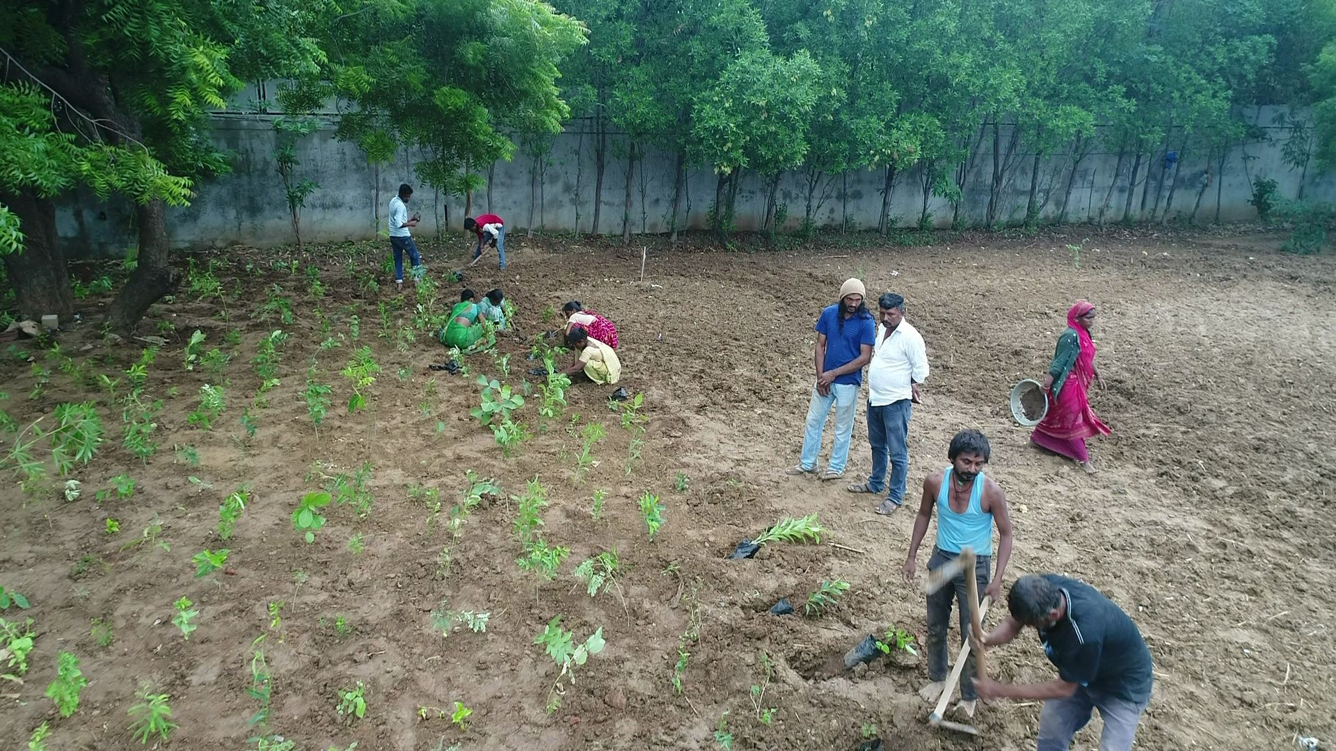 Dense young forest canopy at 18 months — Gardenia Eco Forestry restoration