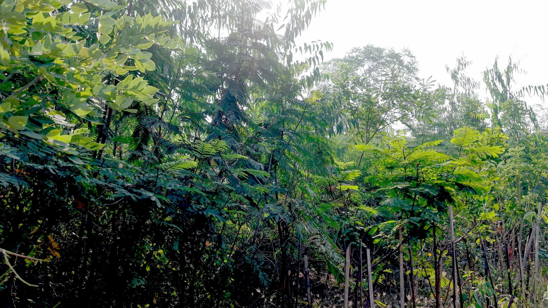 Dense native canopy — living compliance infrastructure