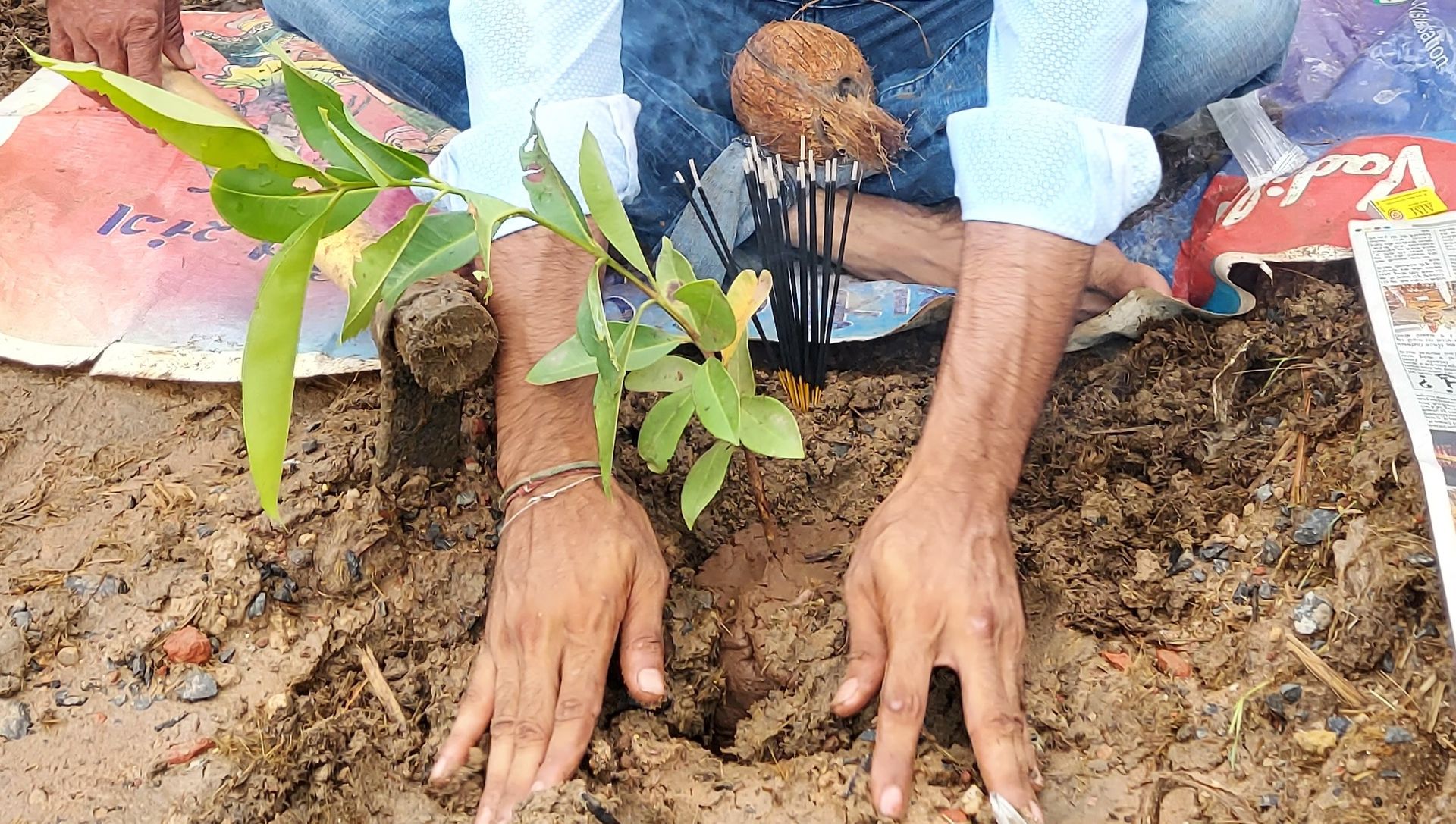 Hands planting a native sapling in prepared soil — the Miyawaki method in action