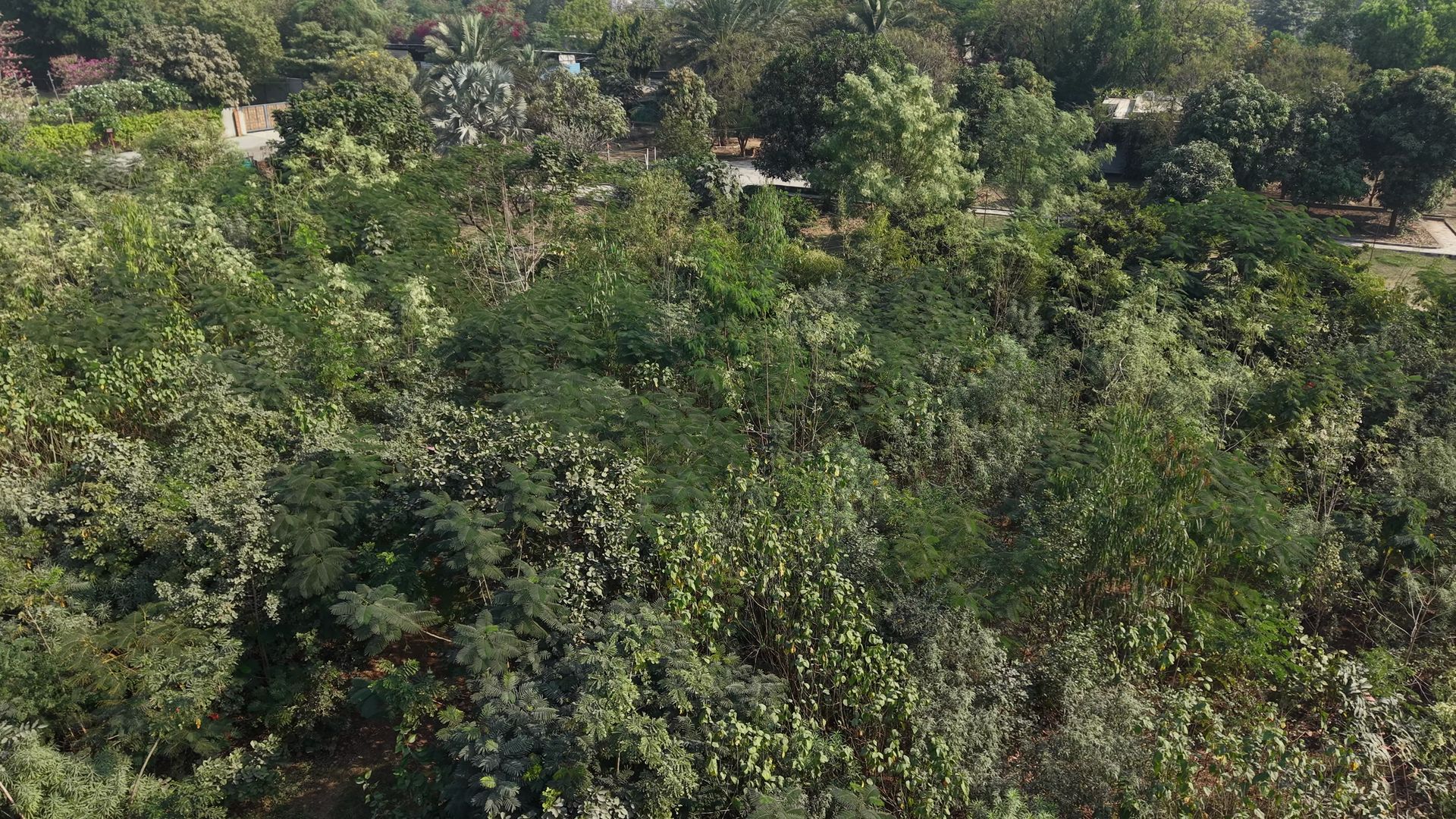 Same degraded site after ecological restoration — dense native canopy