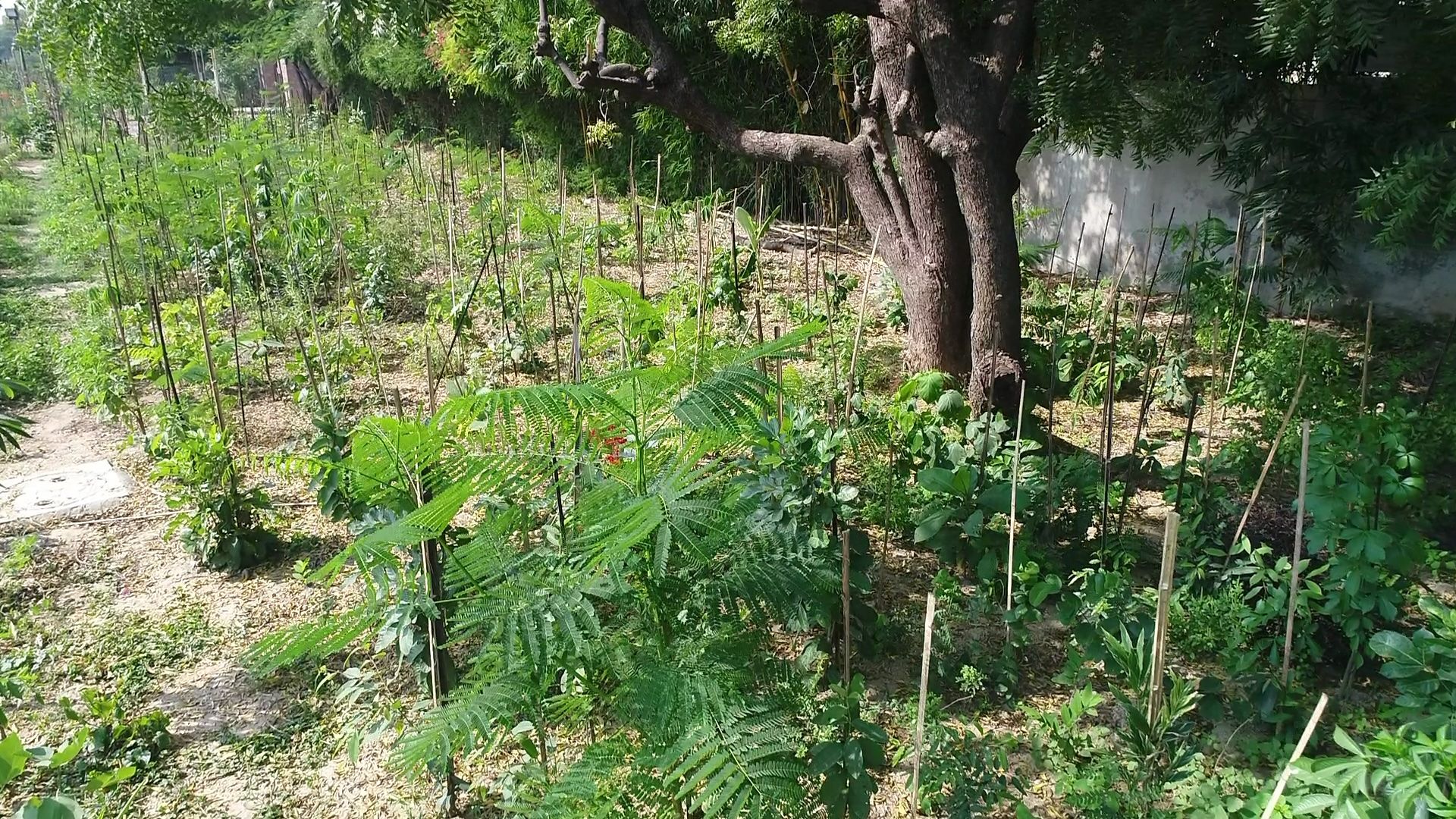 Field work during ecological plantation establishment
