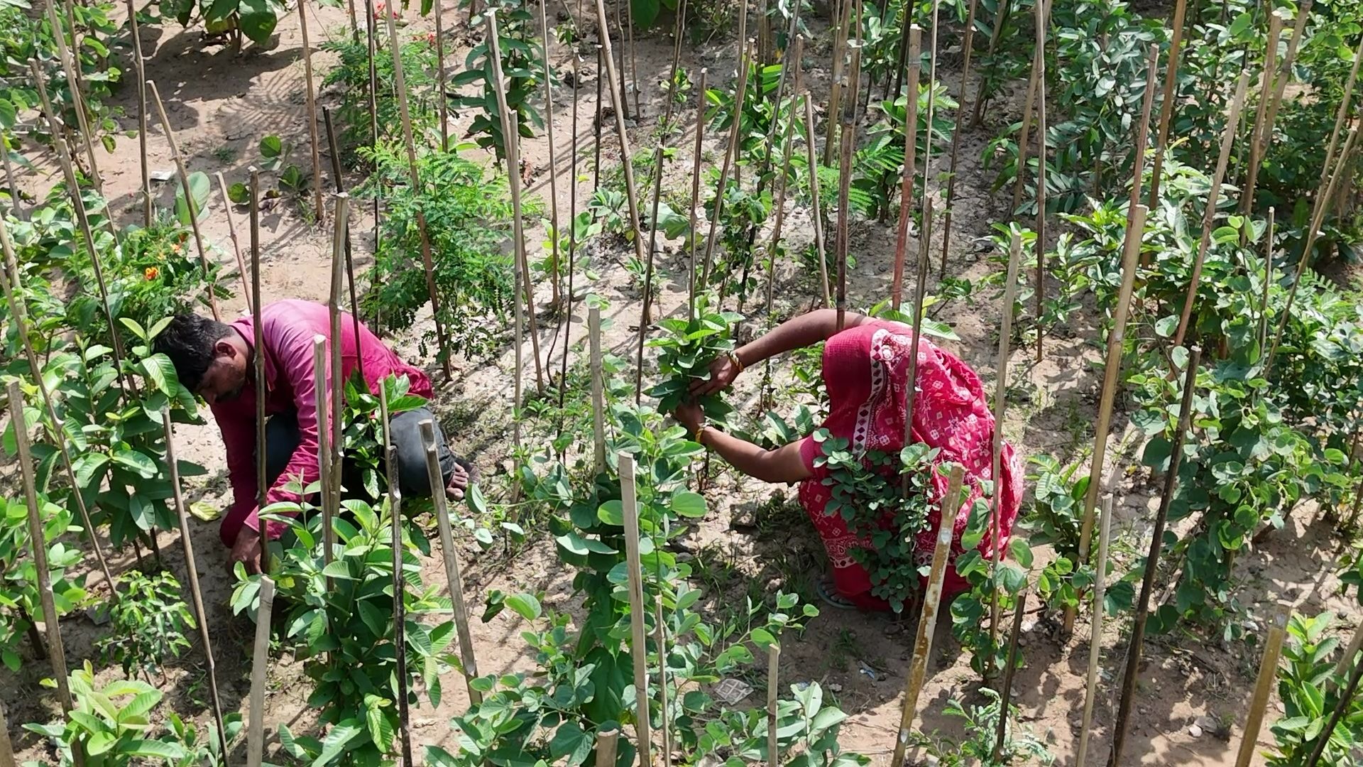 Field team tending young native saplings during establishment