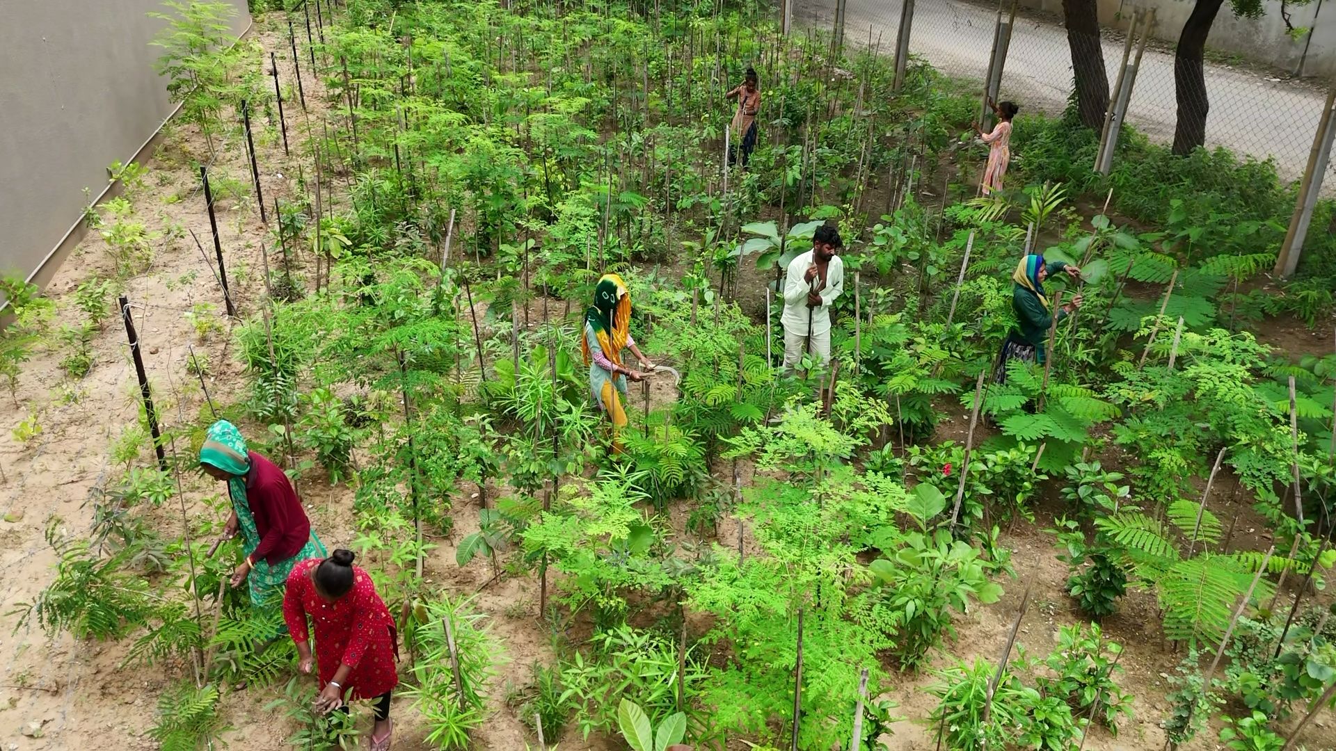 Workers maintaining young high-density native plantation