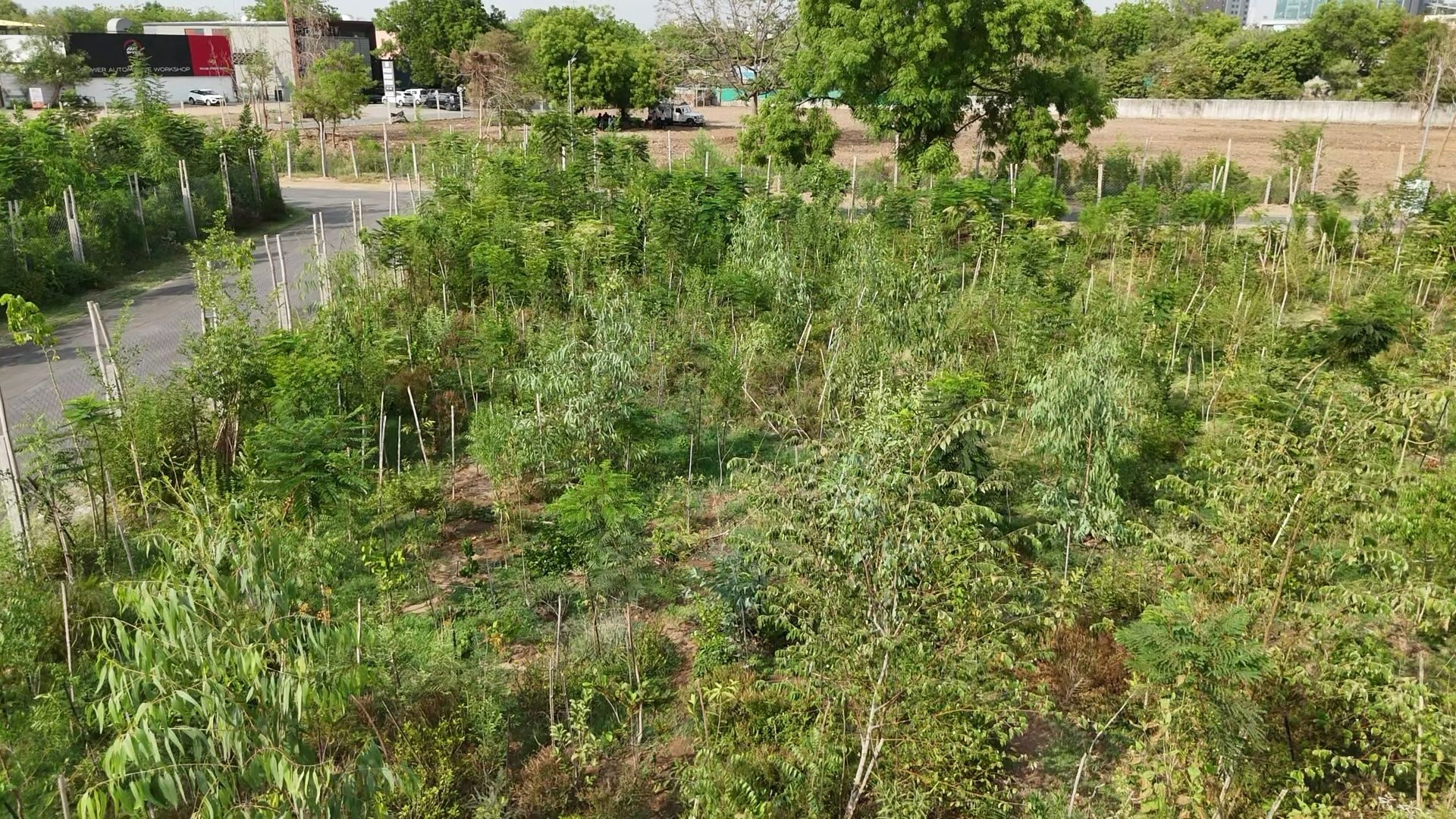 Satellite view of restored canopy cover at the Miyawaki site